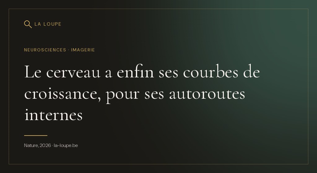 Illustration : un réseau de faisceaux de fibres cérébrales en dégradé doré et vert traversant une silhouette de cerveau sur fond sombre